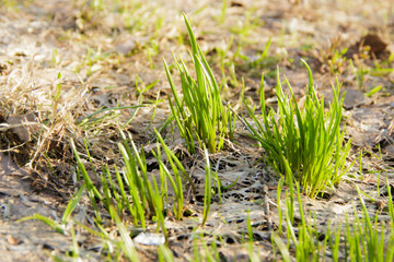 Young green grass in spring