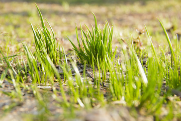Young green grass in spring