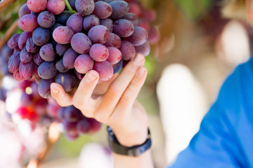 Red grapes in the vineyard