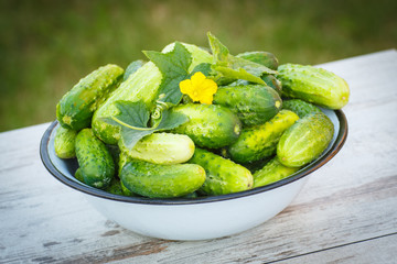 Cucumbers in metal bowl in garden on sunny day