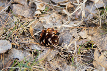 Fir-cone on the ground