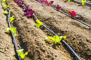 impianto di irrigazione per il risparmio idrico in un orto