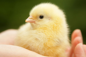 Chick