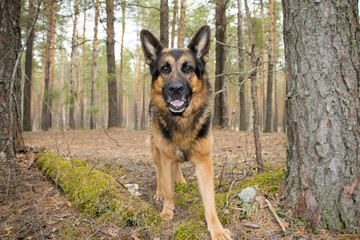 German shepherd dog in beautiful spring day