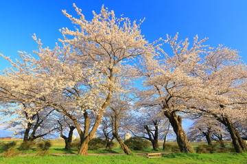 Naklejka premium 北上 春の展勝地 桜並木