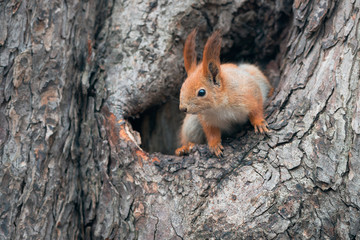 Eurasian red squirrel (Sciurus vulgaris)