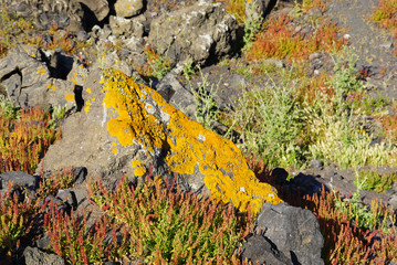 Small tree and lichen  in spring at Nea Kameni island,Santorini.