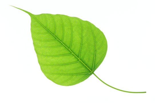 Green bodhi leaf isolated on white background