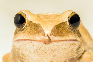 Macro image ; Tree frog isolate background with clipping path 