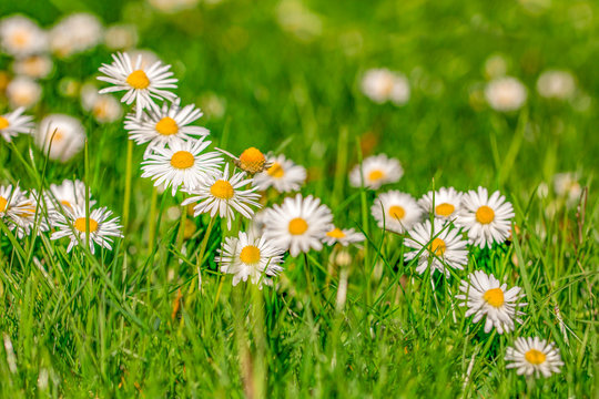 G&auml;nsebl&uuml;mchen auf Wiese im Sonnenschein