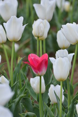 チューリップ