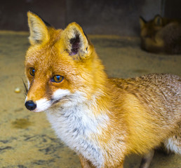 Fox