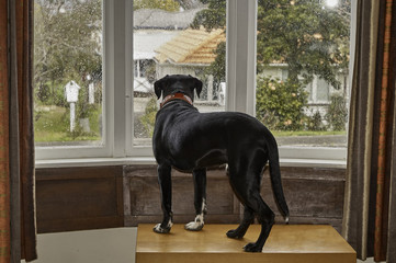 Dog looking out of the window waiting fo his owner - 108685208