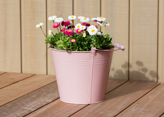 Fototapeta na wymiar Bouquet of daisy flowers in a bucket