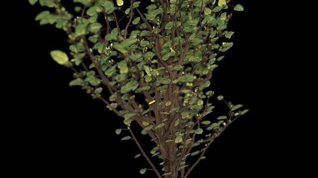 Growing tree 3d animation with orbiting camera movement on black with alpha matte.