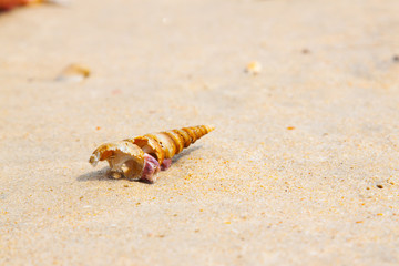 Seashell on Sand