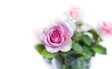 Obraz premium Pink roses on a white background with selective focus.