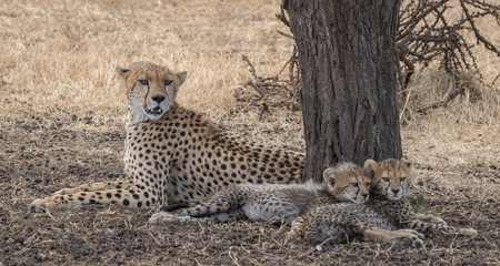 Cheetah and two cubs resting under a tree taken in Masai Mara Kenya