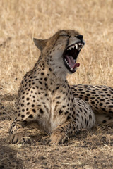 Cheetah yawning showing teeth and tongue taken in the Masai Mara in Kenya