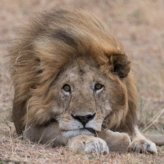 Lion lying in grass taken in the Masai Mara in Kenya
