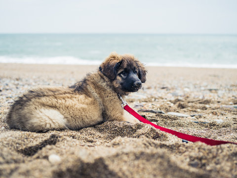 Leonberger puppy resting on the beach