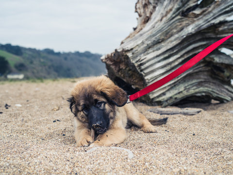 Young Leonberger puppy on the beach by tree trunk