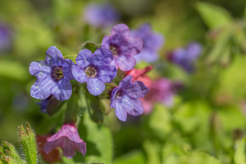 Lungenkraut im Kräutergarten