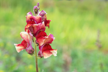 Flower  snapdragons