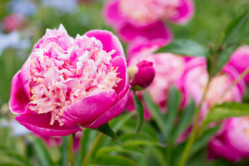 Flowers Pink Peonies