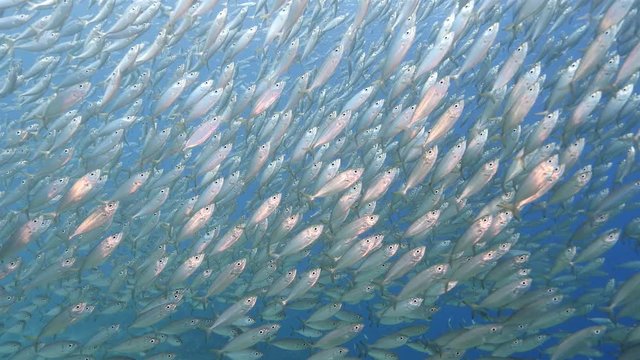Unterwasser - Riff - Fisch - Fischschwarm - Tauchen - Curacao - Karibik - 4K
