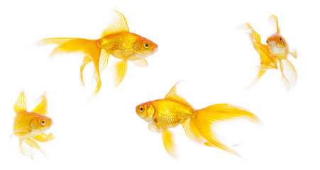 Fototapeta premium Beautiful goldfish swimming