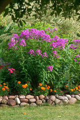 Flowerbed with phlox and tagetes - obrazy, fototapety, plakaty