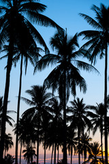 Fototapeta na wymiar Palm sunset