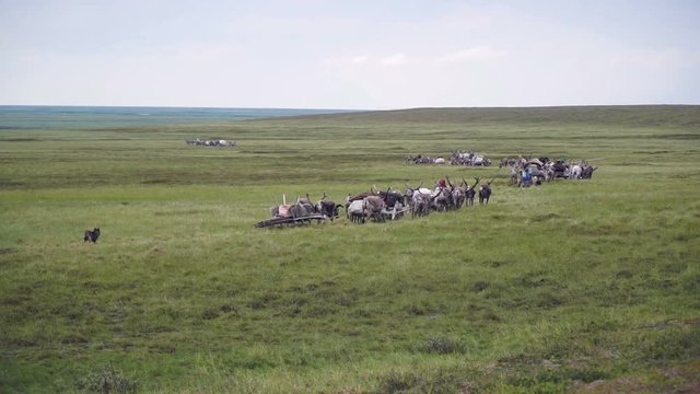 Reindeer caravan goes on the tundra. The Yamal Peninsula.