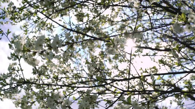 Spring big cherry-tree in 4k