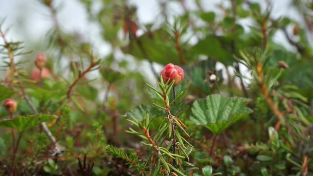 Cloudberry-Northern Berry. The Yamal Peninsula.