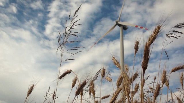Panoramic shot with wheat and wind turbine
