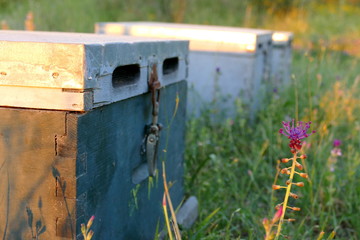 Obraz na płótnie Canvas Bienenkästen im Abendlicht auf Naturwiese