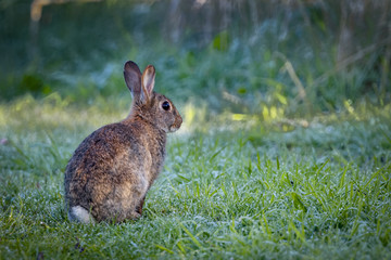 Young wild common rabbit (Oryctolagus cuniculus) sitting and alert in a meadow on a frosty morning surrounded by grass and dew  - 108690258