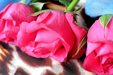 Three pink roses on a scarf with leopard pattern