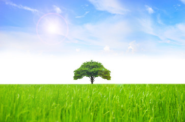 Obraz na płótnie Canvas Field tree and blue sky