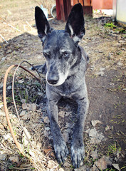 Grey watchdog with different eyes