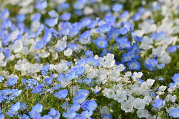 ネモフィラの花