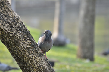 Pigeon in the garden  and standing on the tree (selective focus)
