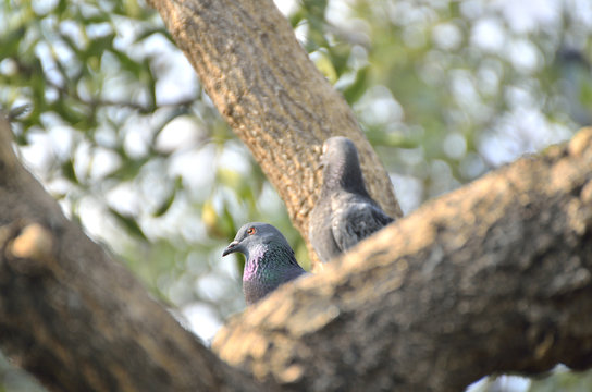 Pigeon in the garden  and standing on the tree (selective focus)
