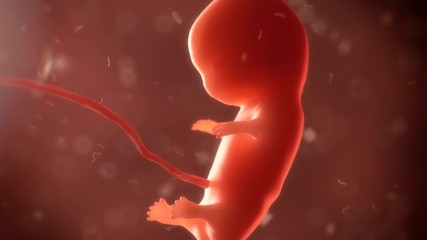 embryo phase of born 3d render