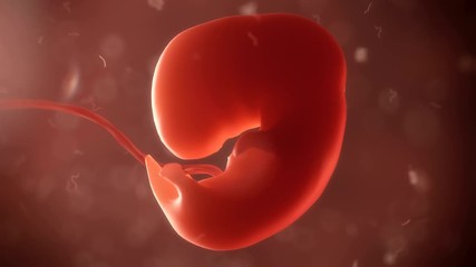 embryo timelapse of born 