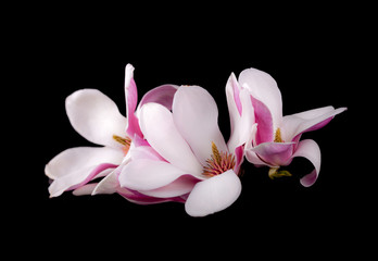 Blooming magnolia  flowers - obrazy, fototapety, plakaty