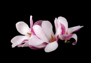 Rugzak Blooming magnolia  flowers © Victoria Schaad