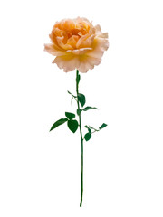 Delicate peach-colored rose
